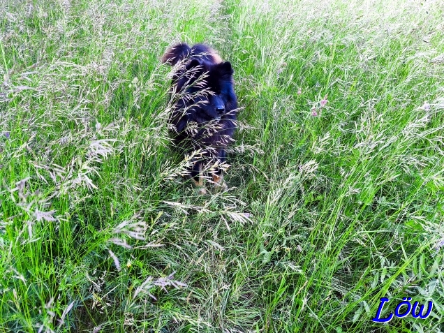 27.5.2025 - Howard im Hohen Gras